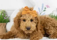 Bingo - Micro, a female Goldendoodle for sale in Goshen, IN – Photo 2 of 10
