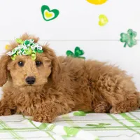 Bingo - Micro, a female Goldendoodle for sale in Goshen, IN – Photo 4 of 10