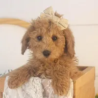 Bingo - Micro, a female Goldendoodle for sale in Goshen, IN – Photo 5 of 10