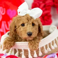 Bingo - Micro, a female Goldendoodle for sale in Goshen, IN – Photo 7 of 10