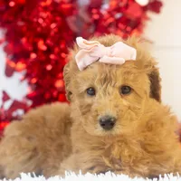 Bingo - Micro, a female Goldendoodle for sale in Goshen, IN – Photo 10 of 10