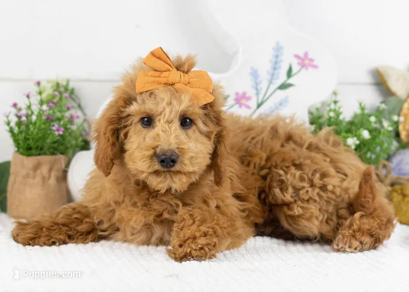 Bingo - Micro – Goldendoodle puppy for sale in Goshen, IN