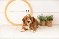 Lynette - Medium, a female Goldendoodle for sale in Goshen, IN – 3 of 9