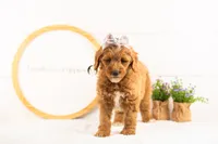 Rosalind - Mini, a female Miniature Goldendoodle for sale in Goshen, IN – 3 of 6