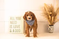 Abel - Medium, a male Goldendoodle for sale in Goshen, IN – 2 of 6