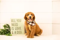 Maze - Medium, a male Goldendoodle for sale in Goshen, IN – 2 of 8