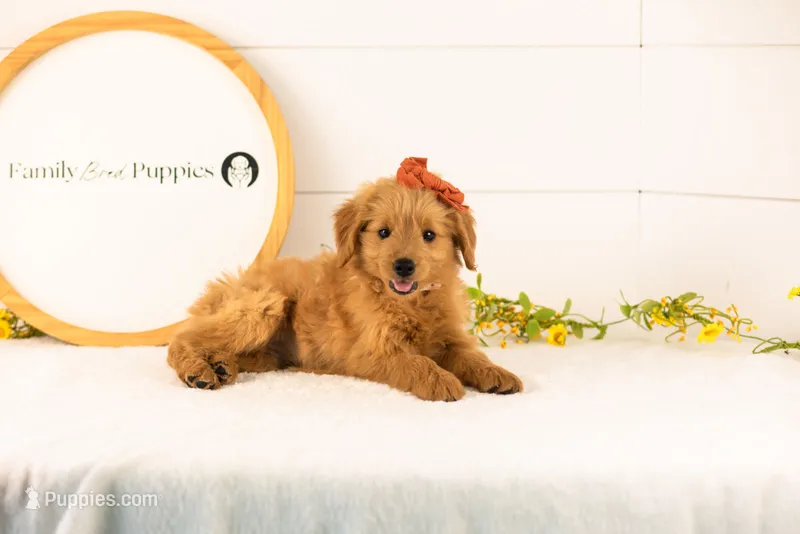 Ellie - Medium – Goldendoodle puppy for sale in Goshen, IN