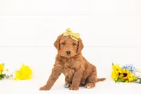 Paprika - Medium, a female Goldendoodle for sale in Goshen, IN – Photo 2 of 3