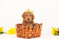 Paprika - Medium, a female Goldendoodle for sale in Goshen, IN – Photo 3 of 3