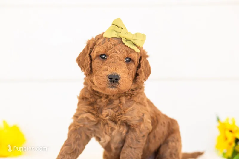 Paprika - Medium – Goldendoodle puppy for sale in Goshen, IN