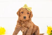 Paprika - Medium, a female Goldendoodle for sale in Goshen, IN – Photo 1 of 3