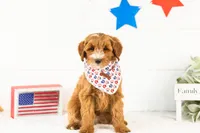 Fido - Mini, a male English Goldendoodle for sale in Goshen, IN – 3 of 10