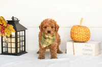 Firefly - Mini, a male Goldendoodle for sale in Goshen, IN – 3 of 9