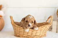 Noodle - Micro, a male Goldendoodle for sale in Goshen, IN – 3 of 4