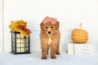 Mantis - Mini, a female Goldendoodle for sale in Goshen, IN – 4 of 9