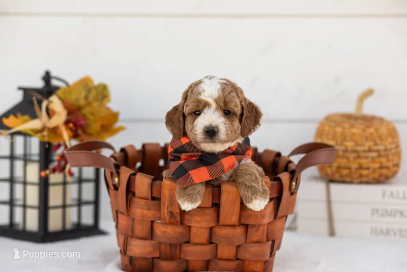 Tator - Toy – Goldendoodle puppy for sale in Goshen, IN