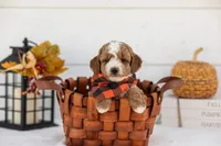 Tator - Toy, a male Goldendoodle for sale in Goshen, IN – 1 of 4
