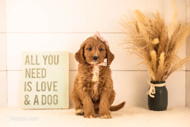 Veah - Medium – Goldendoodle puppy for sale in Goshen, IN