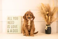 Veah - Medium, a female Goldendoodle for sale in Goshen, IN – 1 of 6