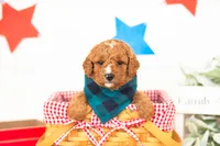 Luke - Micro, a male Goldendoodle for sale in Goshen, IN – 3 of 3