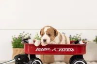 Lucy - Medium, a female Goldendoodle for sale in Goshen, IN – 7 of 7