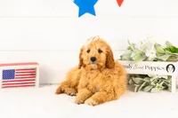 Barbara - Micro, a female Goldendoodle for sale in Goshen, IN – 3 of 10