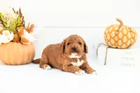 Alder - Mini, a male Goldendoodle for sale in Goshen, IN – 1 of 3
