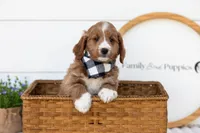 Gruyere - Micro, a male Goldendoodle for sale in Goshen, IN – 2 of 10