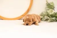 Emilia - Medium, a female Goldendoodle for sale in Goshen, IN – 6 of 6