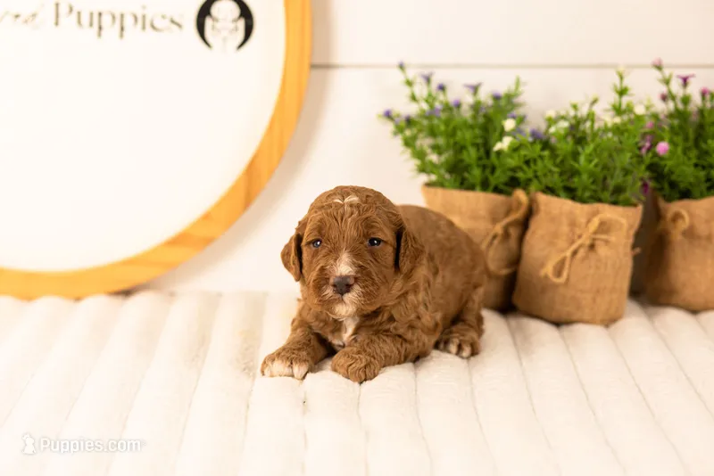 Logan - Medium – Goldendoodle puppy for sale in Goshen, IN