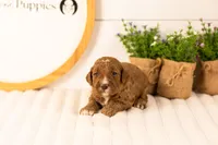 Logan - Medium, a male Goldendoodle for sale in Goshen, IN – 1 of 4