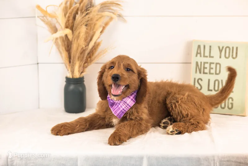 Oscar - Medium – Goldendoodle puppy for sale in Goshen, IN