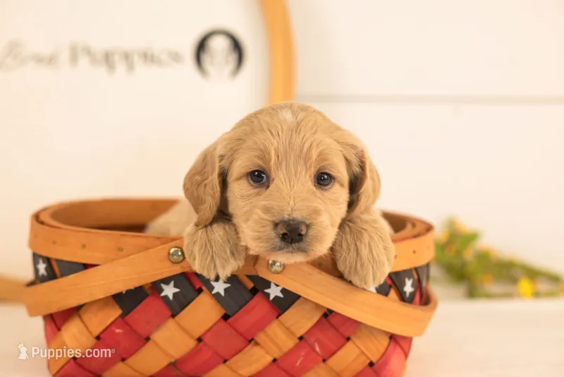 Donna - Medium – Goldendoodle puppy for sale in Goshen, IN
