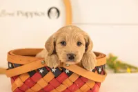 Donna - Medium, a female Goldendoodle for sale in Goshen, IN – 1 of 3