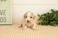 Marigold - Mini, a female Miniature Goldendoodle for sale in Goshen, IN – 3 of 4