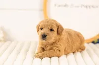 Aragorn - Medium, a male Goldendoodle for sale in Goshen, IN – 3 of 3