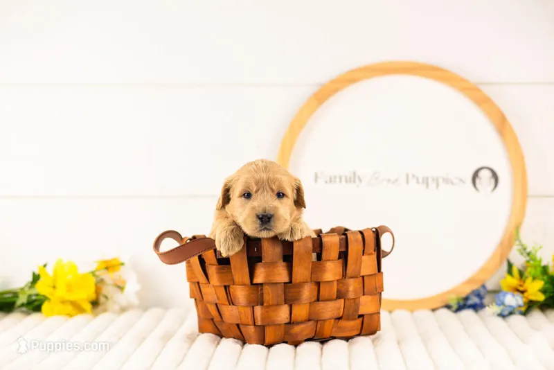 Aragorn - Medium – Goldendoodle puppy for sale in Goshen, IN