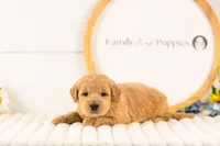 Aragorn - Medium, a male Goldendoodle for sale in Goshen, IN – 2 of 3