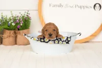 Ember - Mini, a male Miniature Goldendoodle for sale in Goshen, IN – 2 of 4