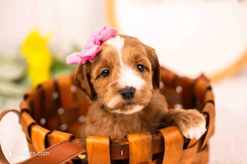 Fawn - Mini – English Goldendoodle puppy for sale in Goshen, IN