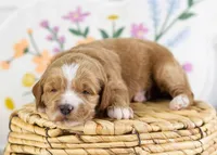 Fawn - Mini, a female English Goldendoodle for sale in Goshen, IN – Photo 3 of 4