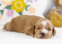 Fawn - Mini, a female English Goldendoodle for sale in Goshen, IN – Photo 2 of 4