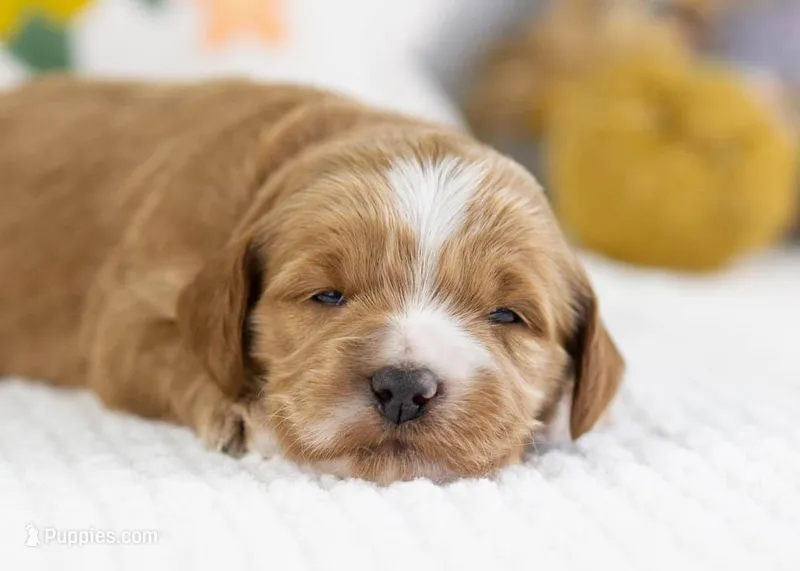 Fawn - Mini – English Goldendoodle puppy for sale in Goshen, IN
