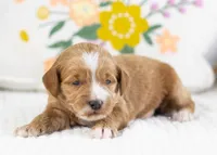 Fawn - Mini, a female English Goldendoodle for sale in Goshen, IN – Photo 4 of 4