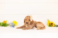 Cinnamon - Medium, a female Goldendoodle for sale in Goshen, IN – 2 of 4