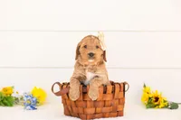 Cinnamon - Medium, a female Goldendoodle for sale in Goshen, IN – 4 of 4