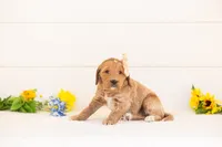 Cinnamon - Medium, a female Goldendoodle for sale in Goshen, IN – 3 of 4