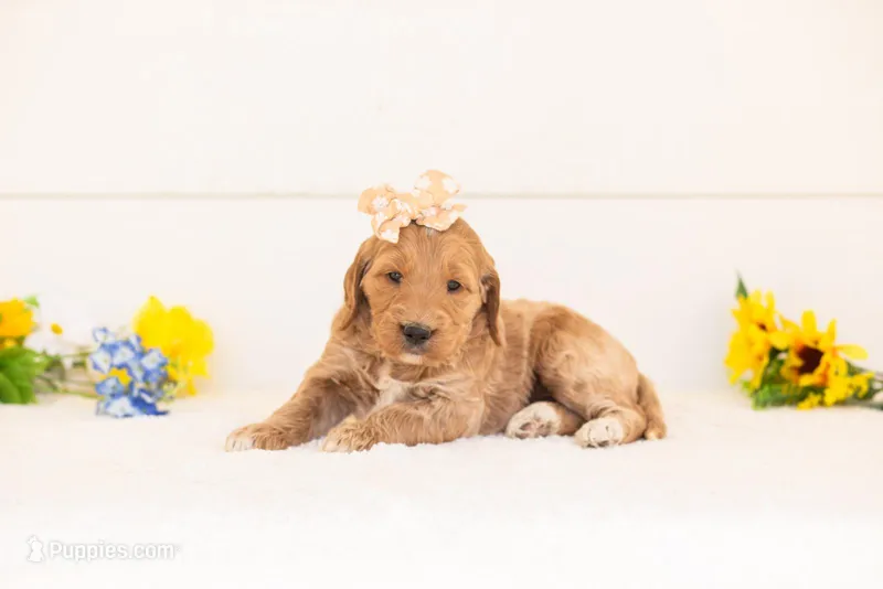 Cinnamon - Medium – Goldendoodle puppy for sale in Goshen, IN