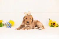 Cinnamon - Medium, a female Goldendoodle for sale in Goshen, IN – 1 of 4