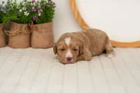 Blaze - Mini, a male Miniature Goldendoodle for sale in Goshen, IN – 4 of 4